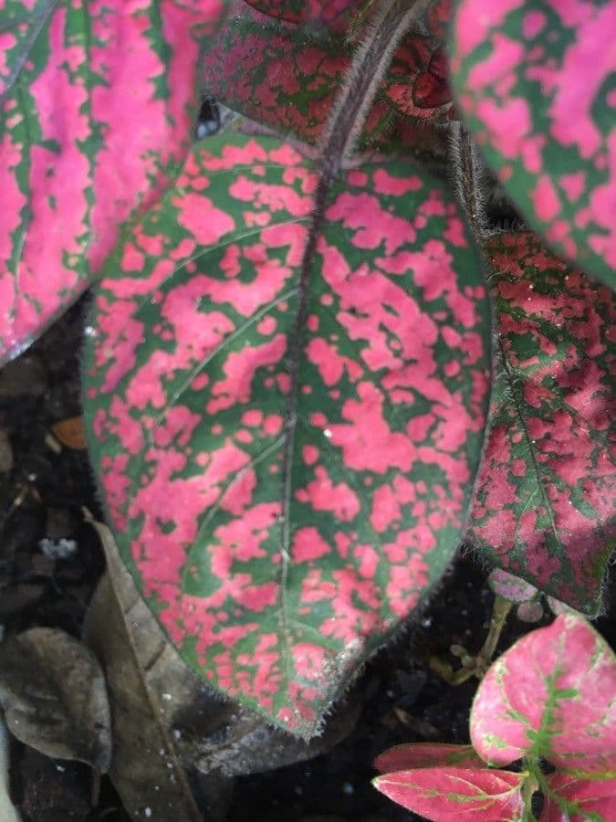 Hypoestes 15