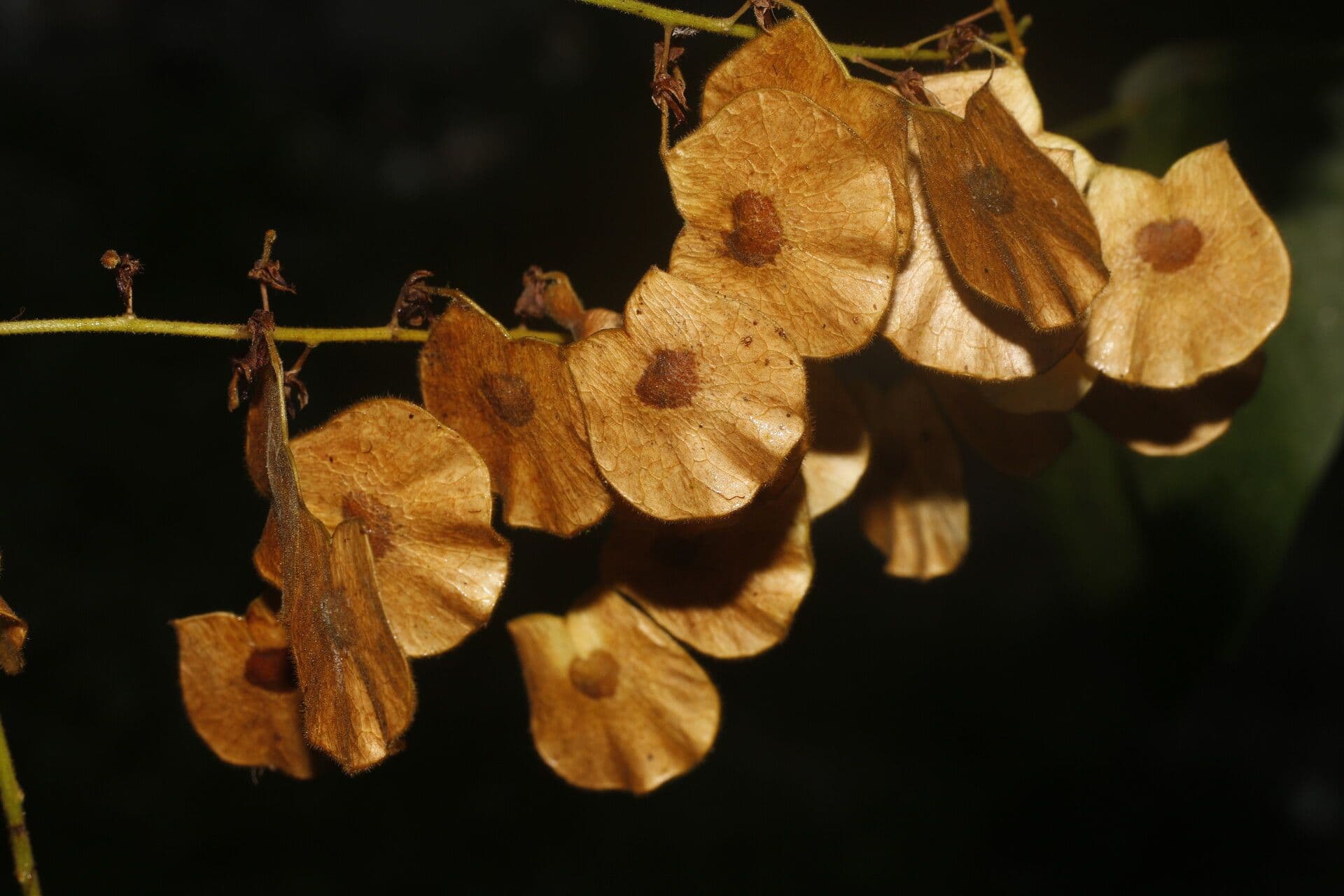Desmodium 4