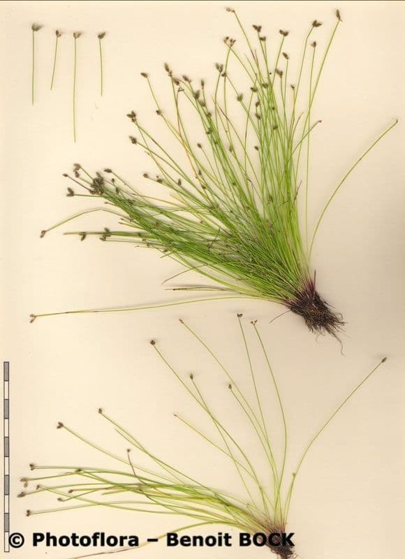 Junco de flor 19