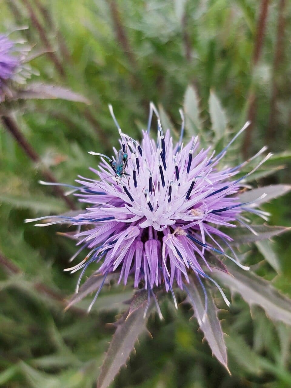 Blaue Distel 6
