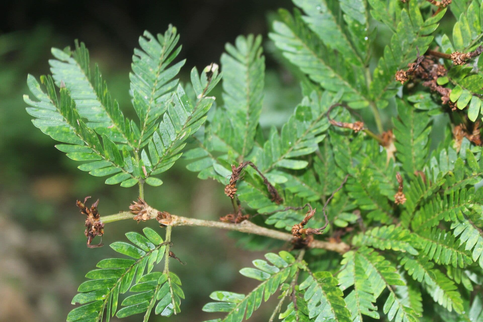 Calliandra 9