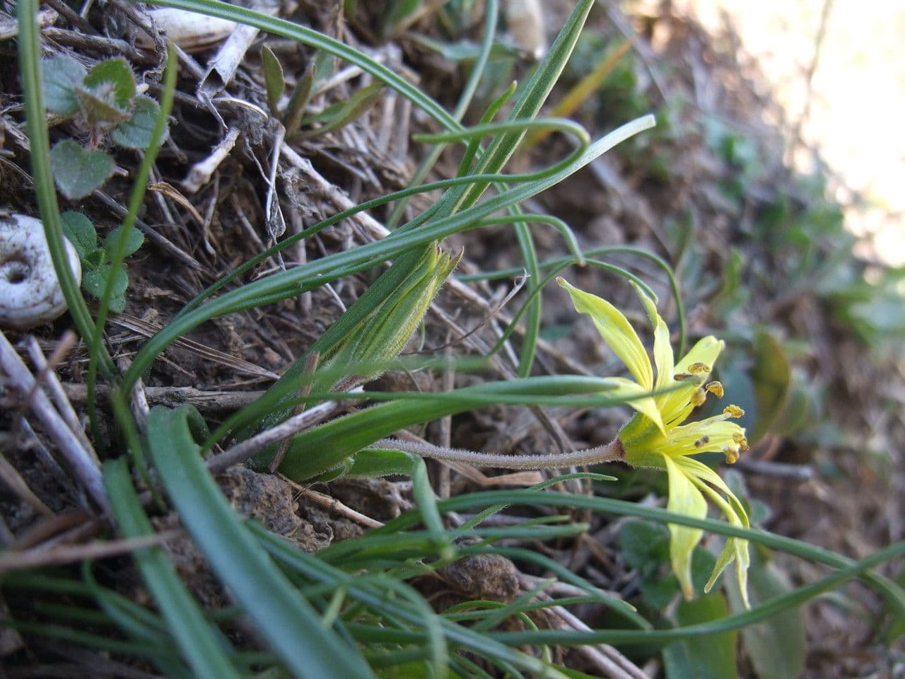 Acker-Gelbstern 8