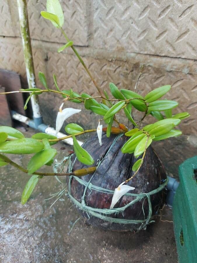 Orchidea colombina 8