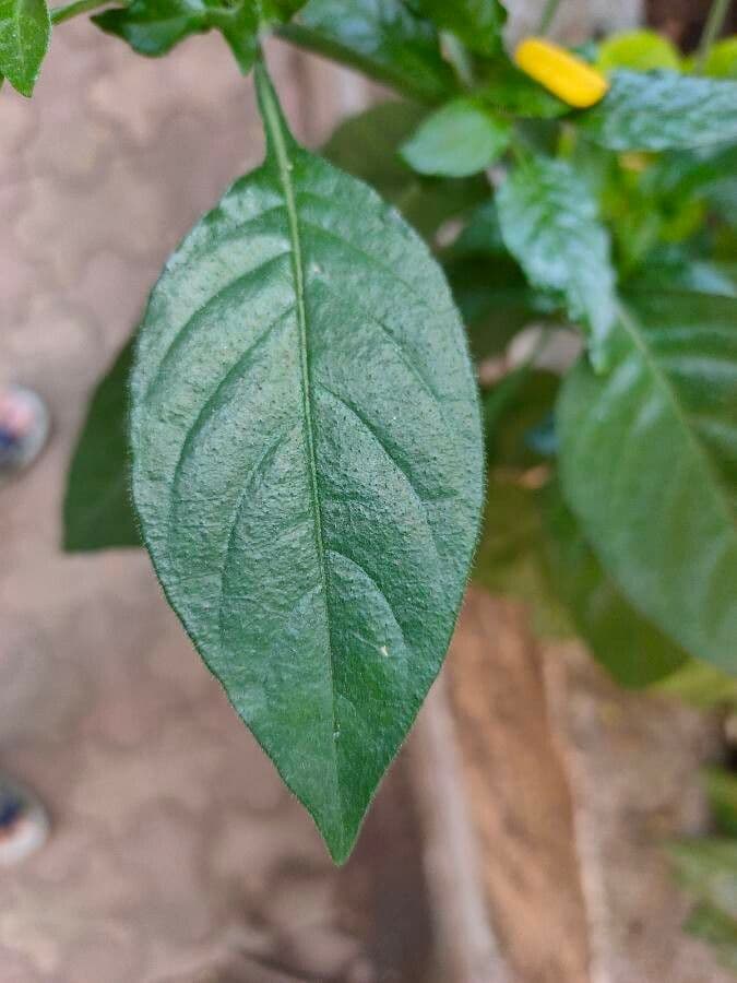 Crossandra 17