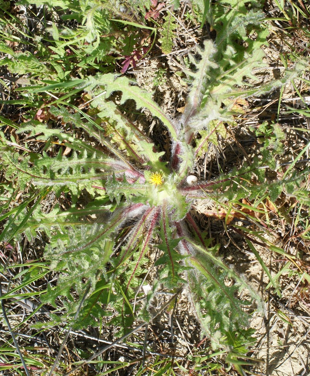 Wegdistel 13