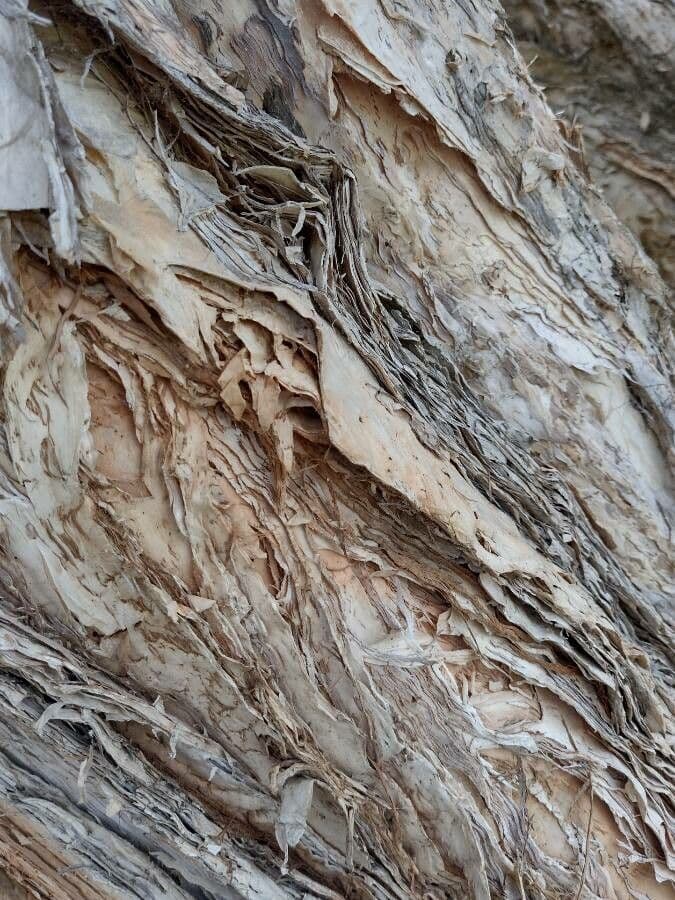 Fünfnerviger Teebaum 25