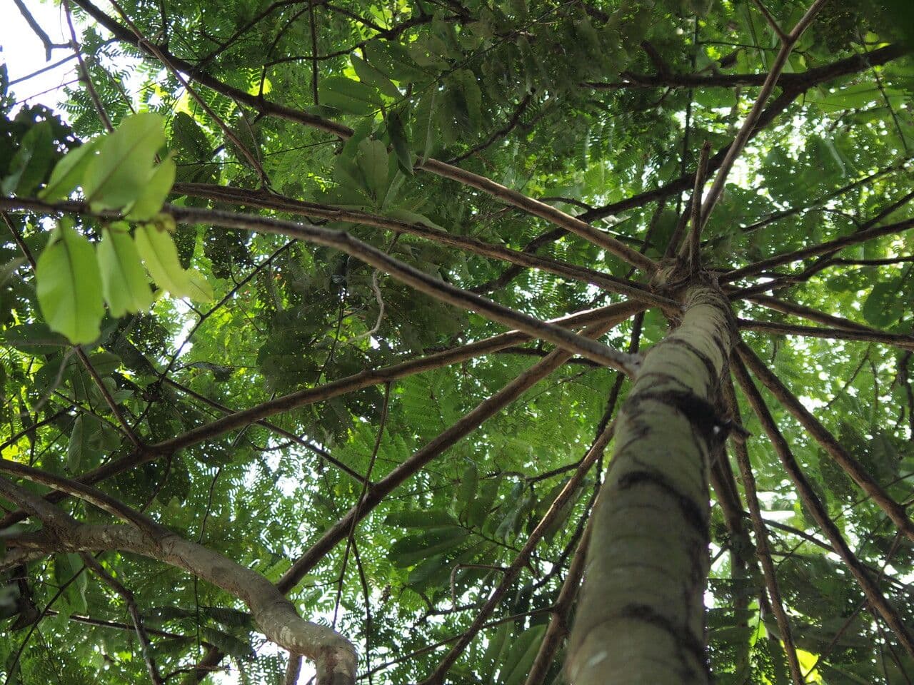 Pycnanthus 4