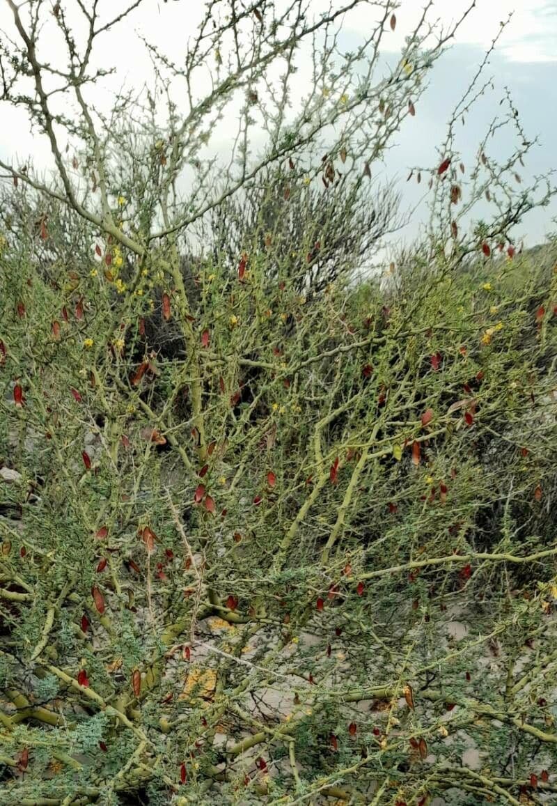 Parkinsonia praecox 12