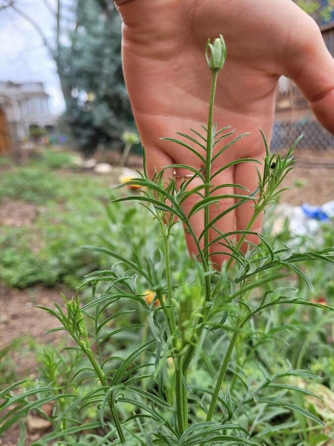 Ratibida columnifera 15