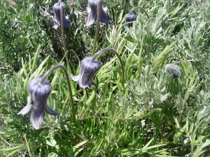 Clematis 6