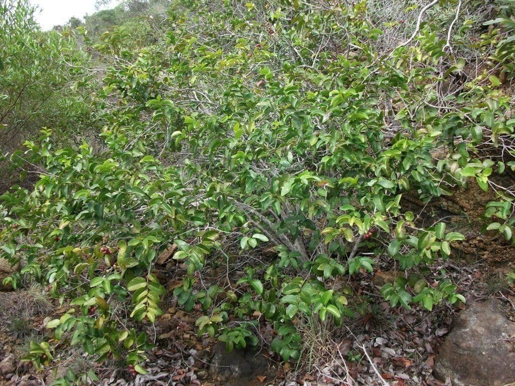 Hunga