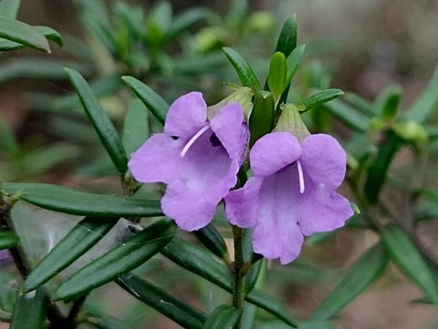 Prostanthera 4