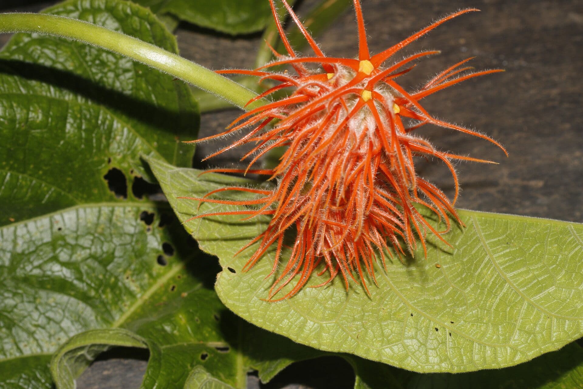 Cetriolo della giungla 2