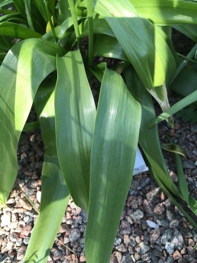 Tulipano 6