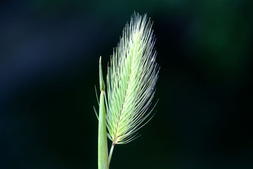 Orzo marittimo 17