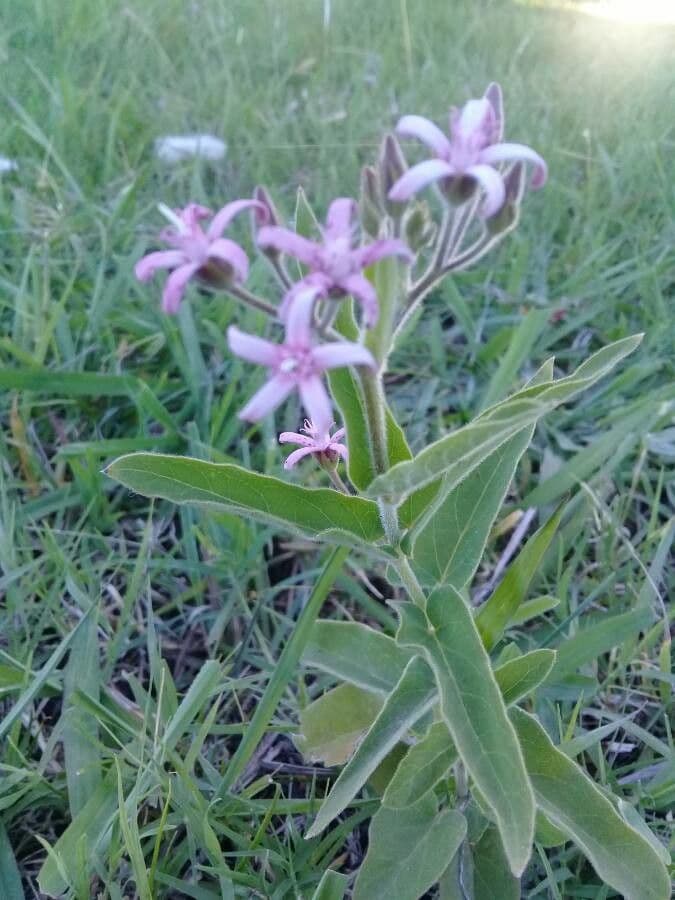 Oxypetalum 19