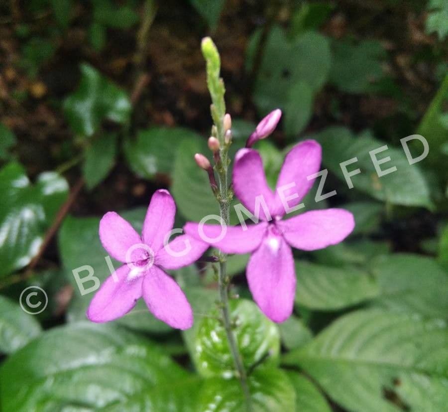 Pseuderanthemum 4