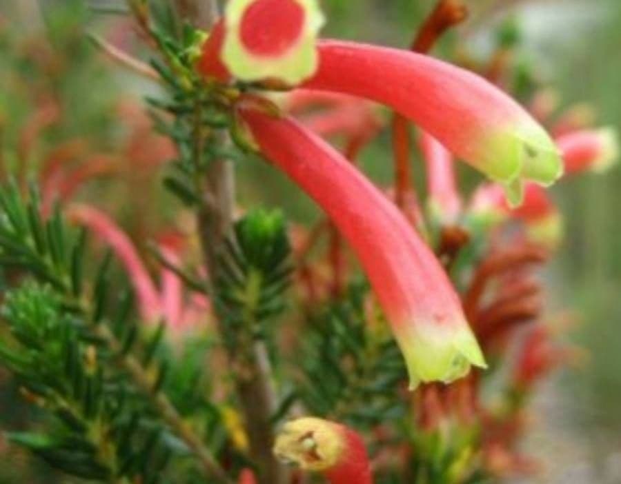 Erica multicolore
