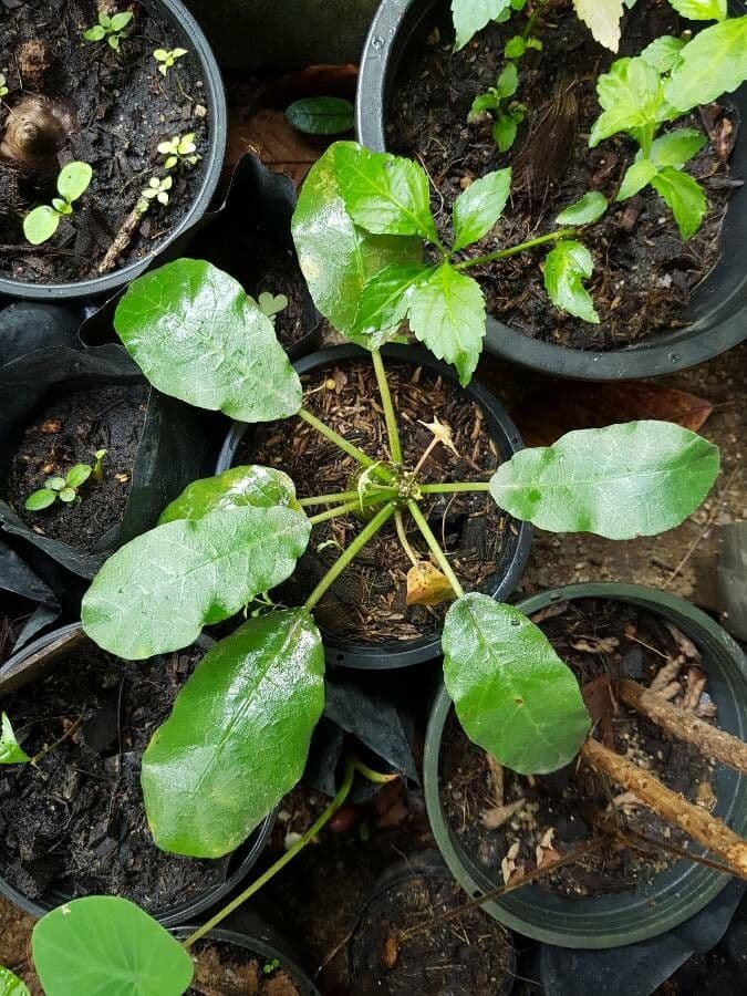Dorstenia 6