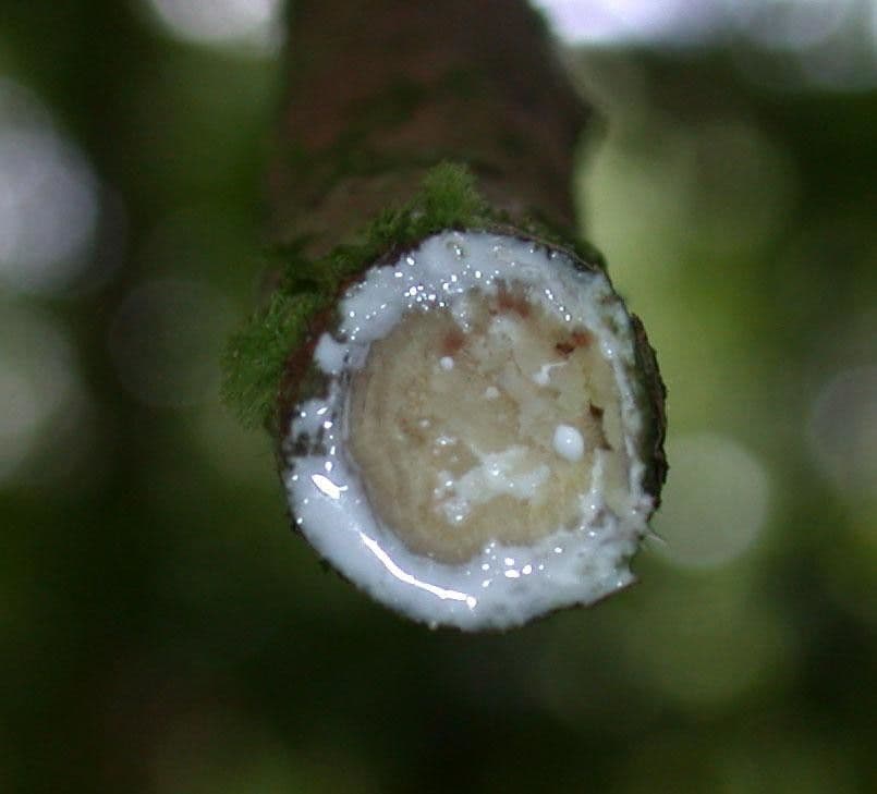 Pouteria
