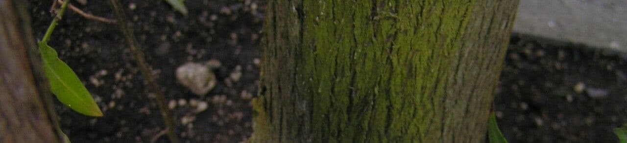 Hohe Podocarpus 15