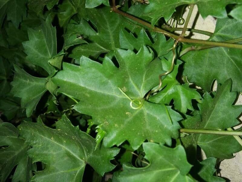 Cissus trifoliata 4