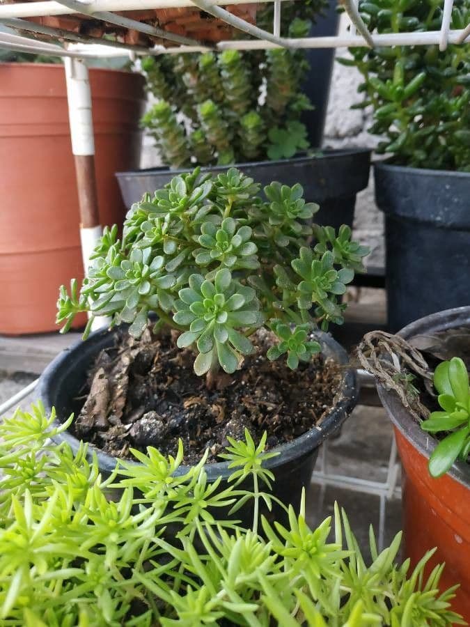 Aeonium sedifolium 3