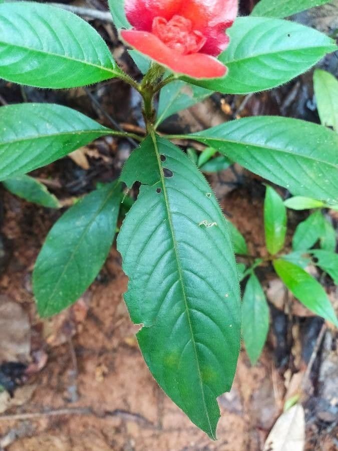 Palicourea tomentosa 13