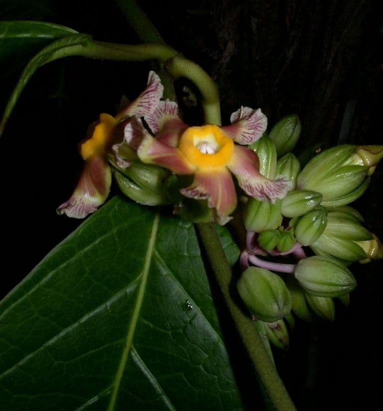Prestonia portobellensis 3