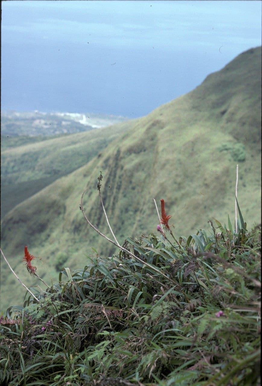 Pitcairnia 3