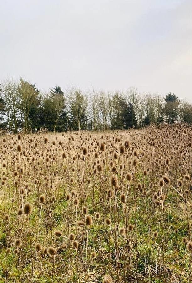 Wilde Karde 11