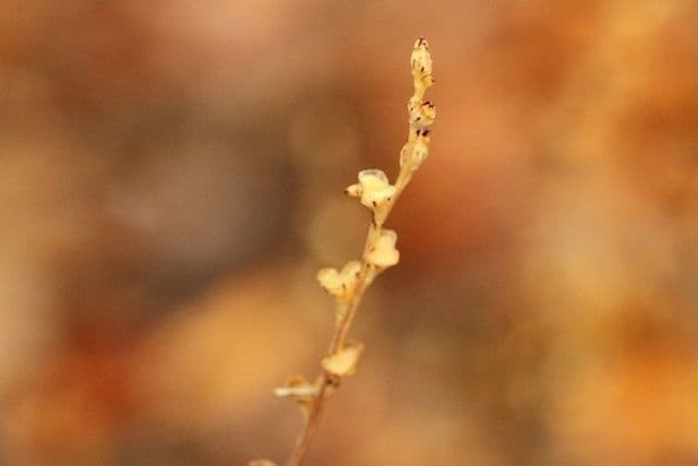 Epifagus virginiana 24