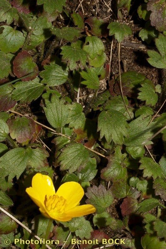 Ranunculus gregarius