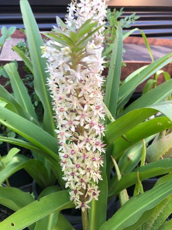 Eucomis 5