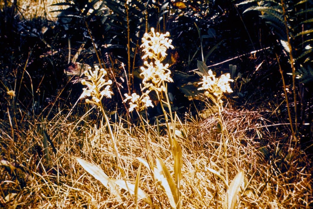 Platantera ciliare 6
