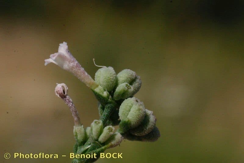 Asperula aristata