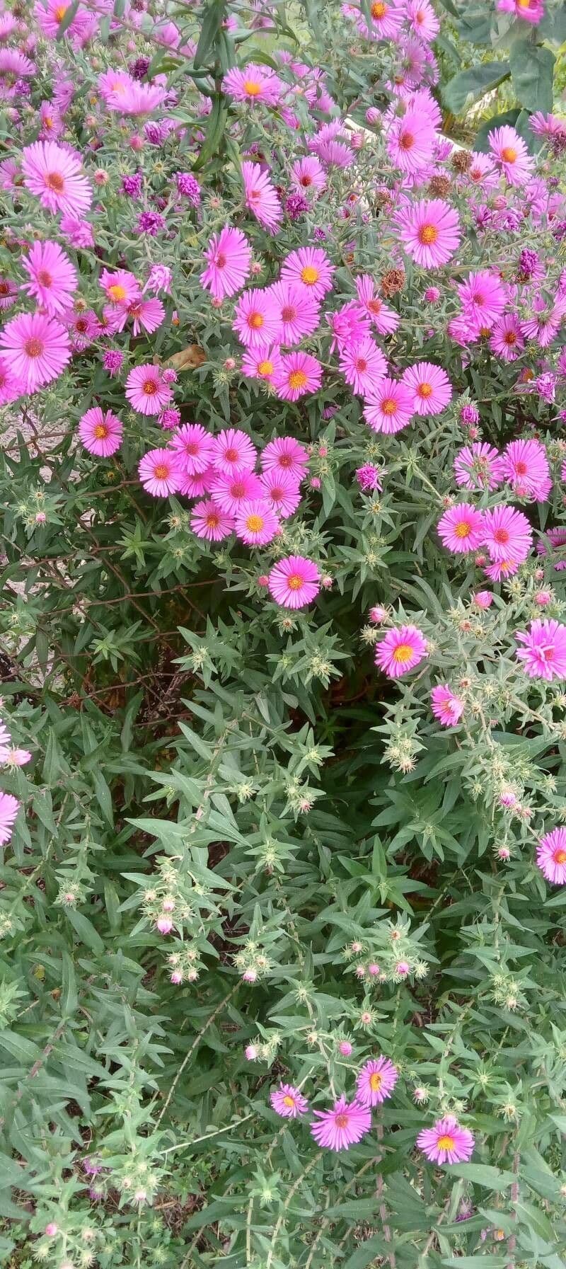 Raublatt-Aster 12
