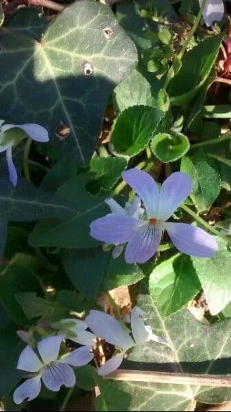Viola odorata 5