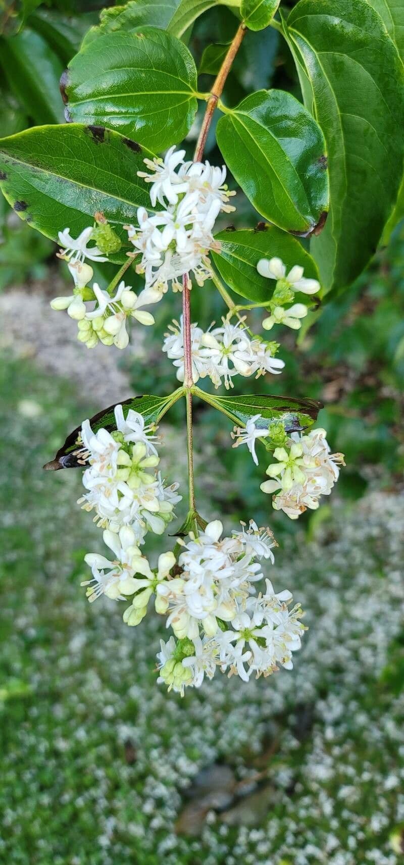 Fiore dei sette figli 5