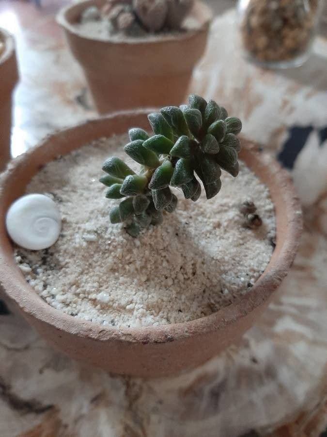 Borracina 8