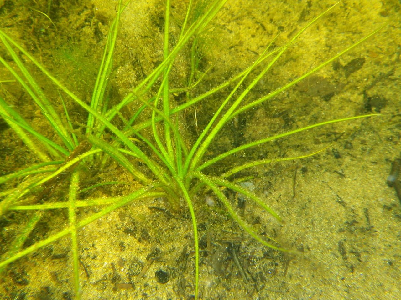 Calamaria a spore spinulose 4