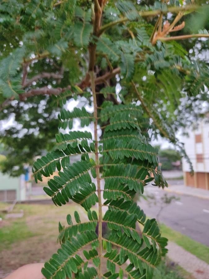 Peltophorum dubium 14