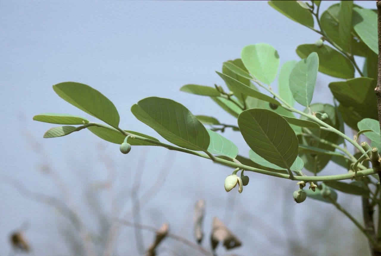 Annona senegalensis 7