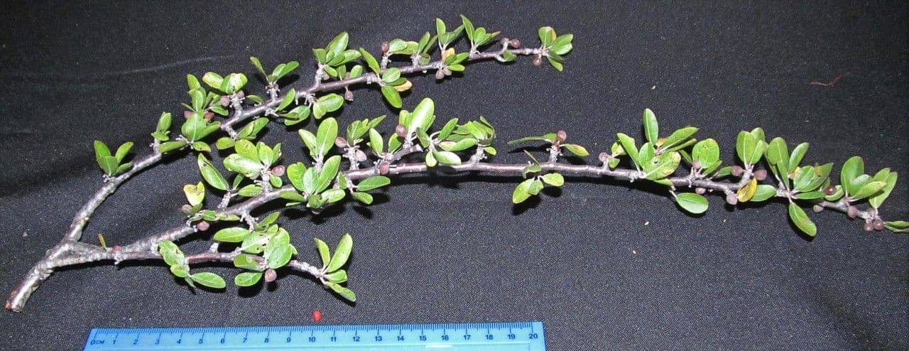 Bursera 8