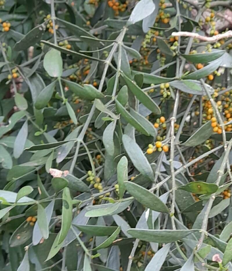 Phoradendron 16