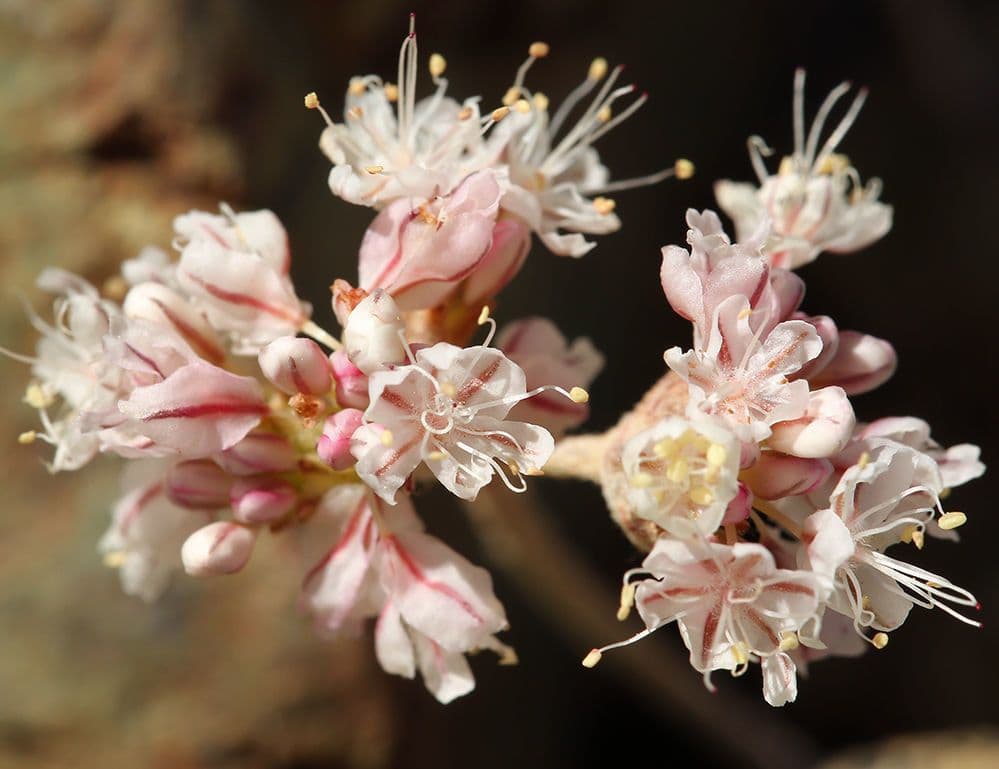 Blue mountain buckwheat 3