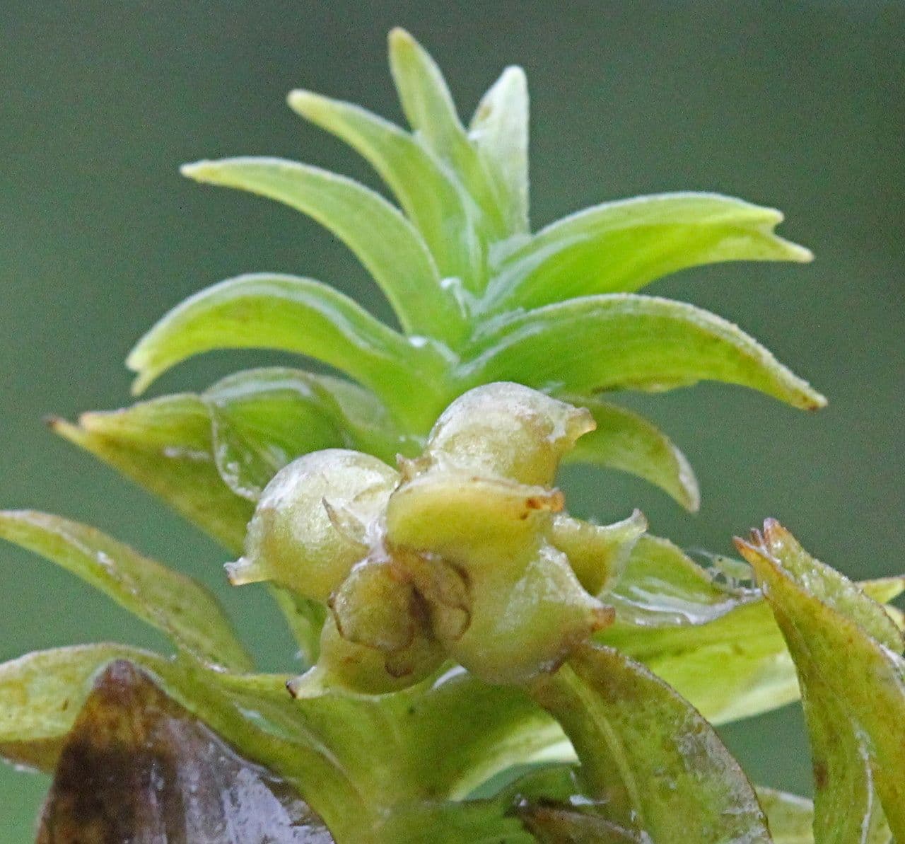 Groenlandia densa 8