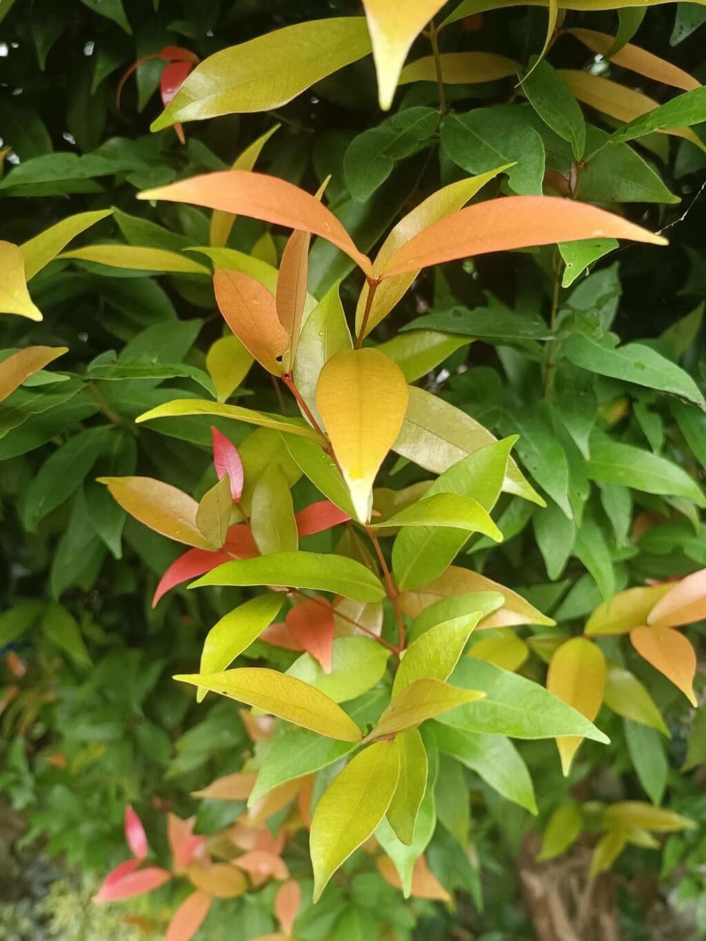 Eugenia romboide 3