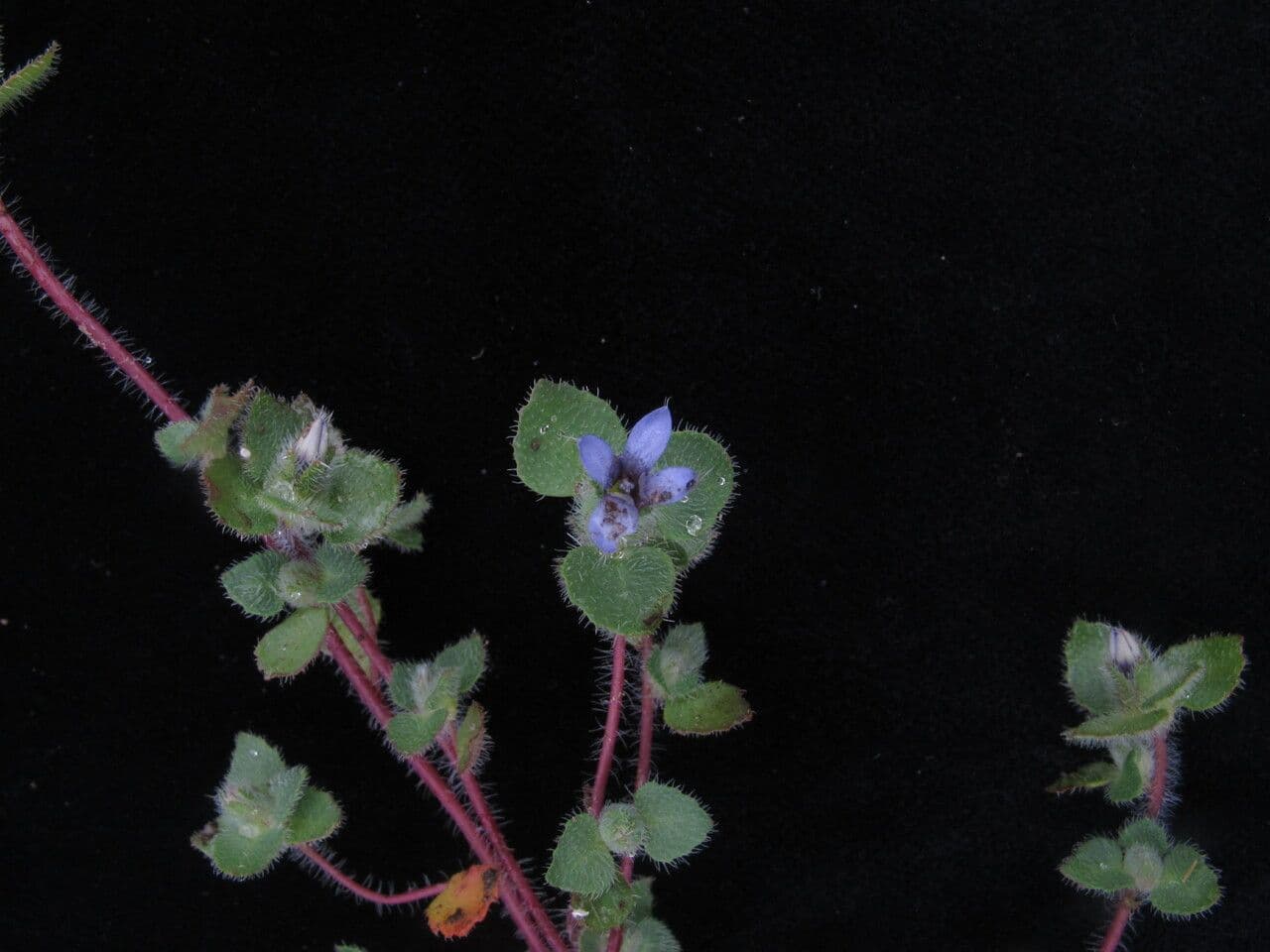 Cyananthus 7