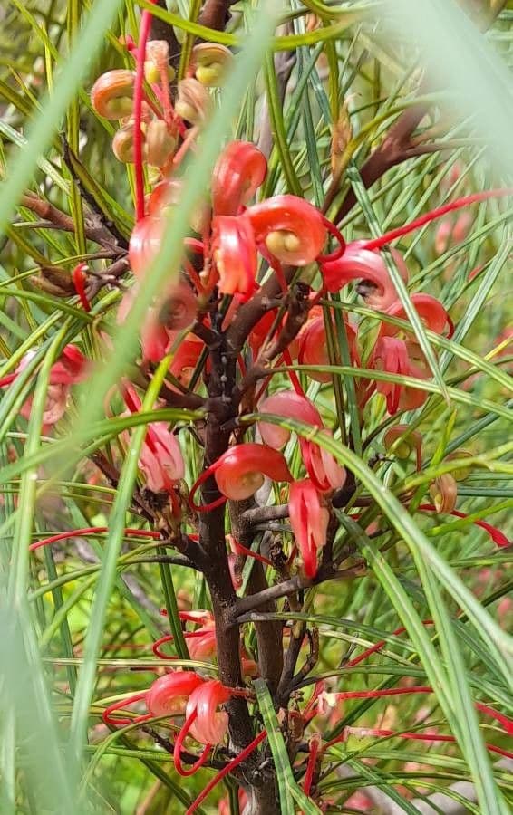 Grevillea Johnsonova